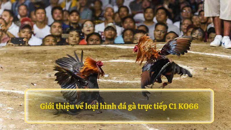 Giới thiệu về loại hình đá gà trực tiếp C1 79KING